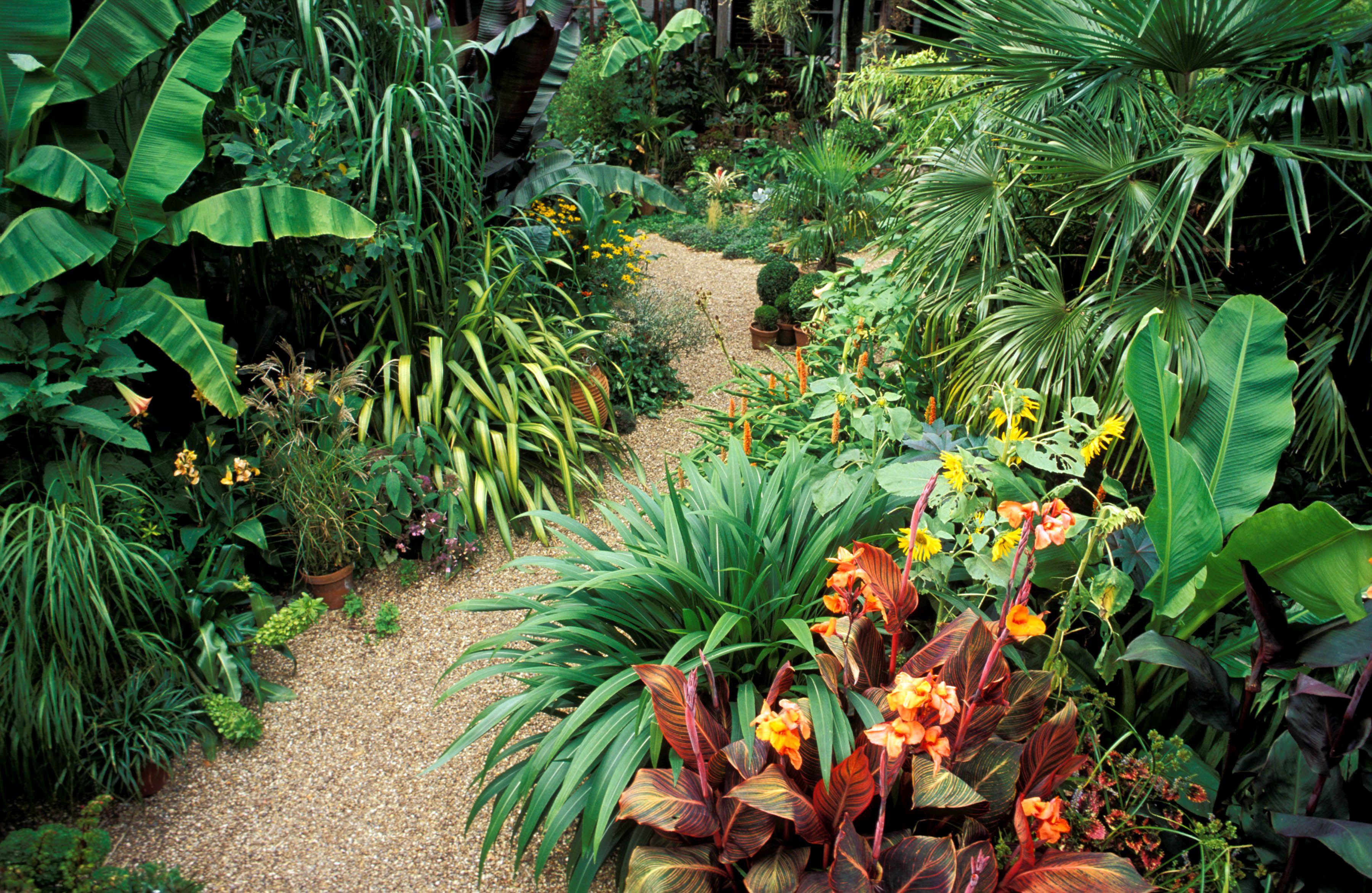 Tropical plant. Джим холокауст тропики. Чили Сельва тропические цветы. Тропический сад. Растения джунглей.